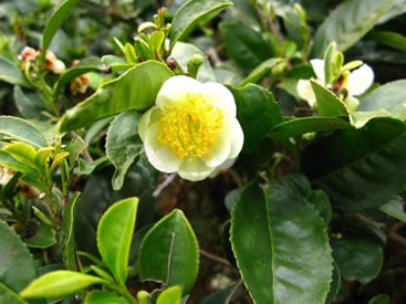 Bir Yeşilin Peşinde; Darjeeling | Chado Tea