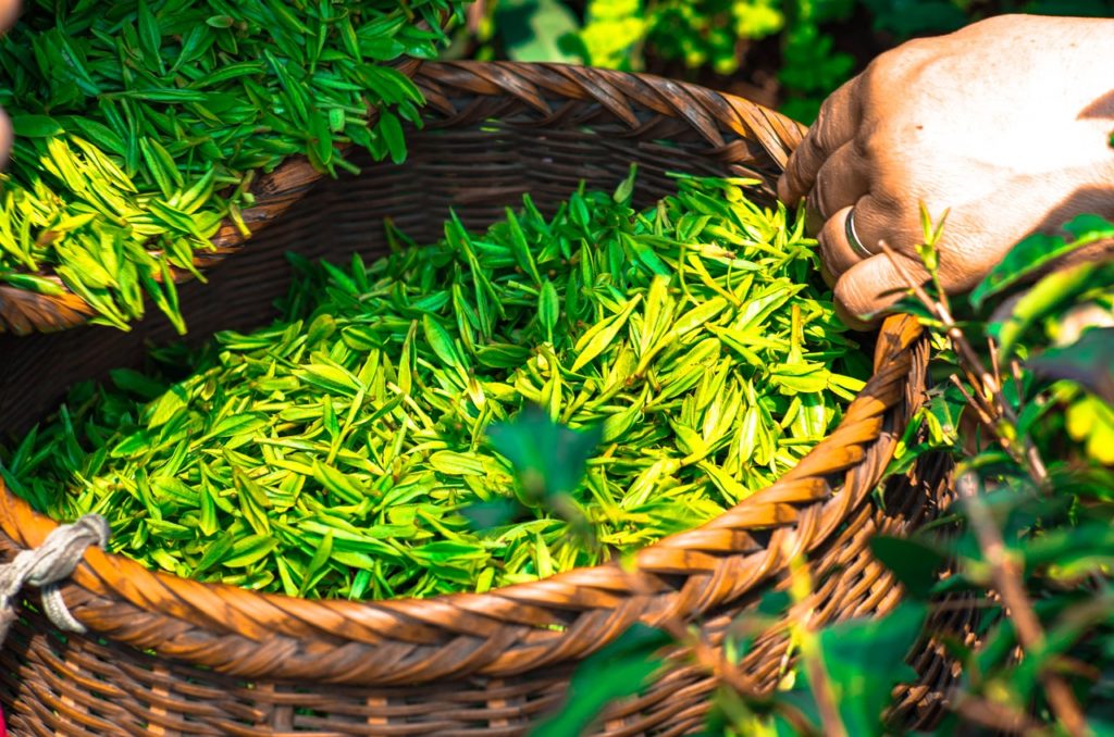 Chado - Dünyanın En Değerli ve Pahalı Çayları