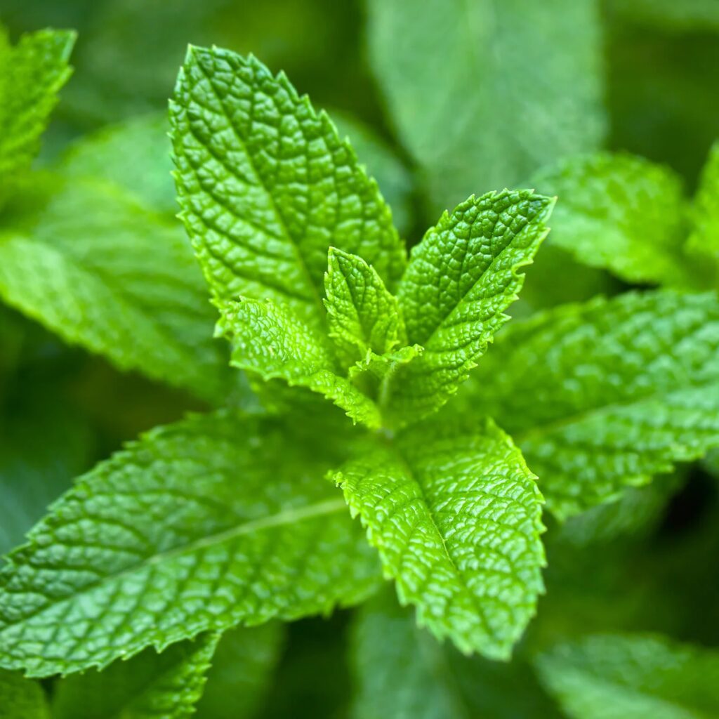 Spearmint Tea nedir, son yılllarda neden popüler oldu? | Chado Tea