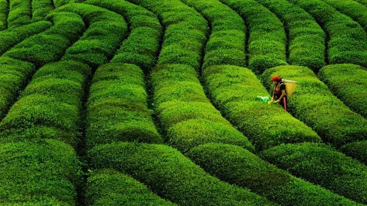 Single Estate çay nedir ve neden önemlidir?